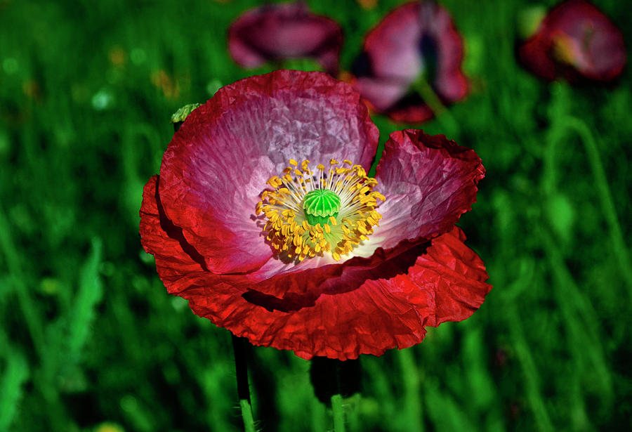 Red Poppy 048 Photograph by George Bostian