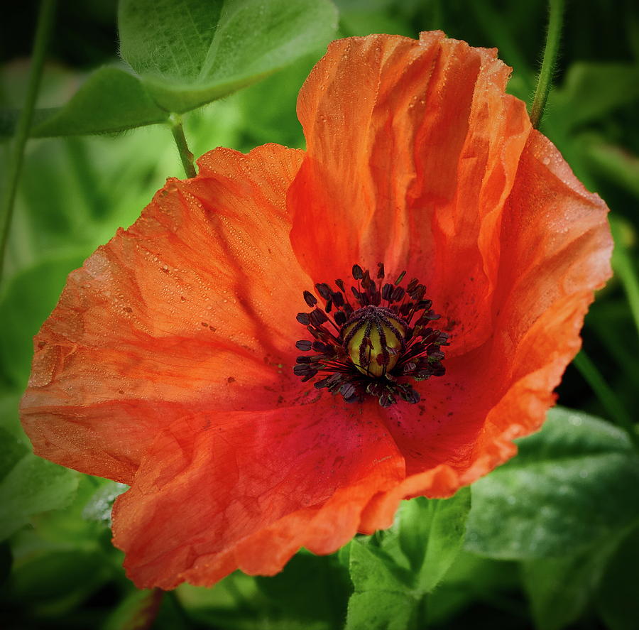 Red Poppy 2 Photograph by Jouko Lehto