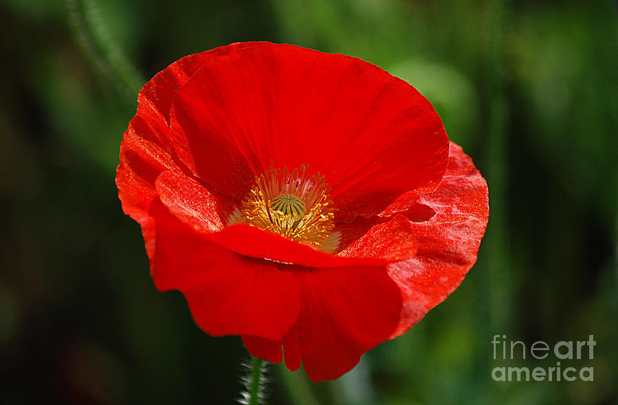 Red Poppy 20130528_250 Photograph by Tina Hopkins