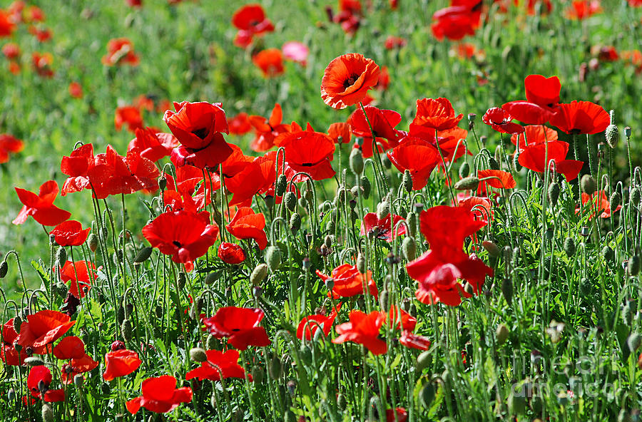 Red Poppy 20130531_218 Photograph by Tina Hopkins