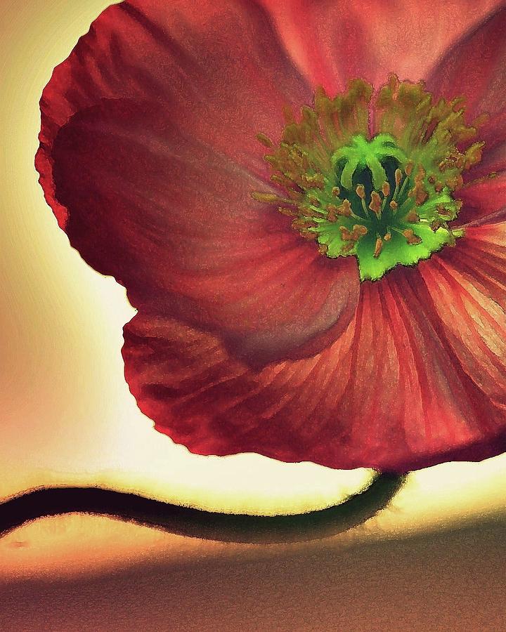 Red Poppy Photograph by Amy Neal