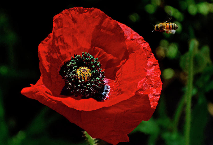 Red Poppy And A Bee 020 Photograph by George Bostian
