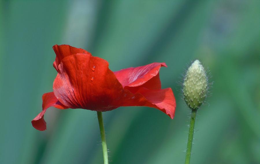 Red Poppy and Pod Photograph by Barbara St Jean
