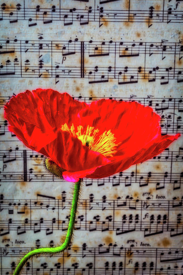 Poppy Photograph - Red Poppy And Sheet Music by Garry Gay