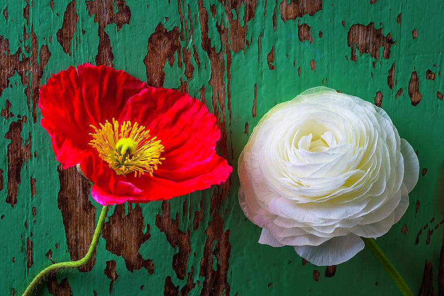Red Poppy And White Ranunculus Photograph by Garry Gay