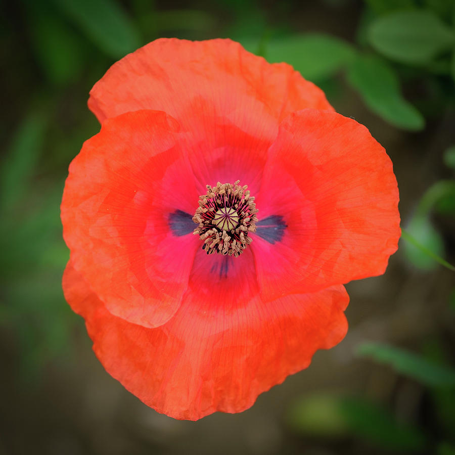 Red Poppy Bloom #2 Photograph by Georgette Grossman
