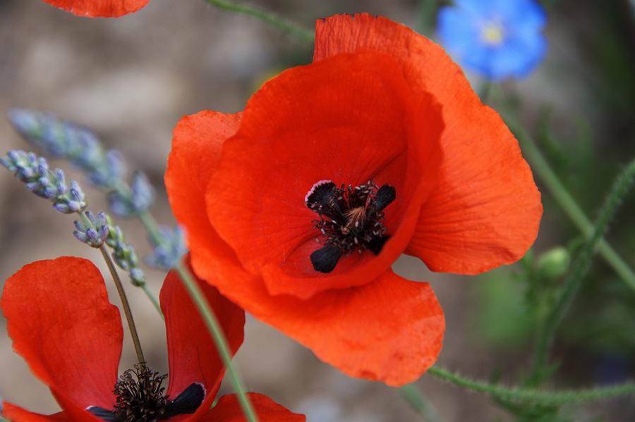 Red Poppy Photograph by Chris Day