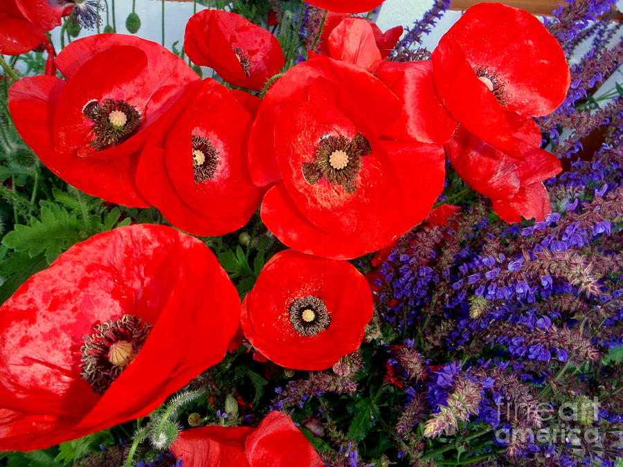 Red Poppy Cluster With Purple Lavender Photograph