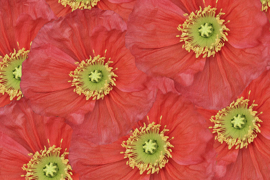 Red Poppy Collage Photograph by Vanessa Thomas