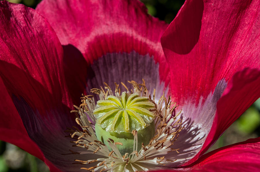 Red Poppy Detail - Jensen-Olsen Arboretum Photograph by Cathy Mahnke