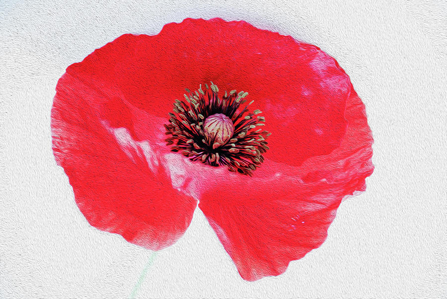 Red poppy digital painting Photograph by Vishwanath Bhat