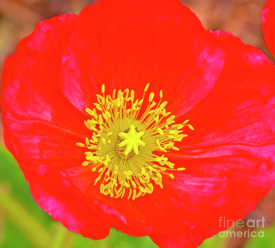 Red Poppy Photograph by Edita De Lima - Fine Art America