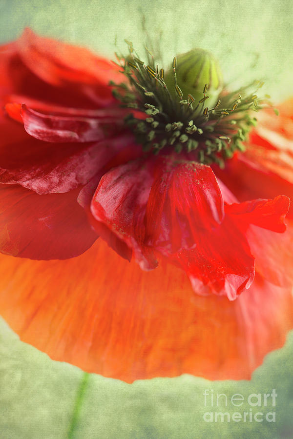 Red Poppy Photograph by Elena Nosyreva