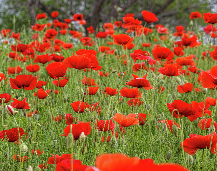 Red Poppy Field Photograph by David Werner - Fine Art America