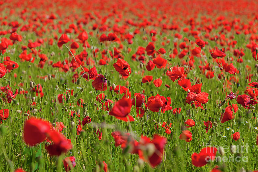 Red poppy field Photograph by Sophie McAulay