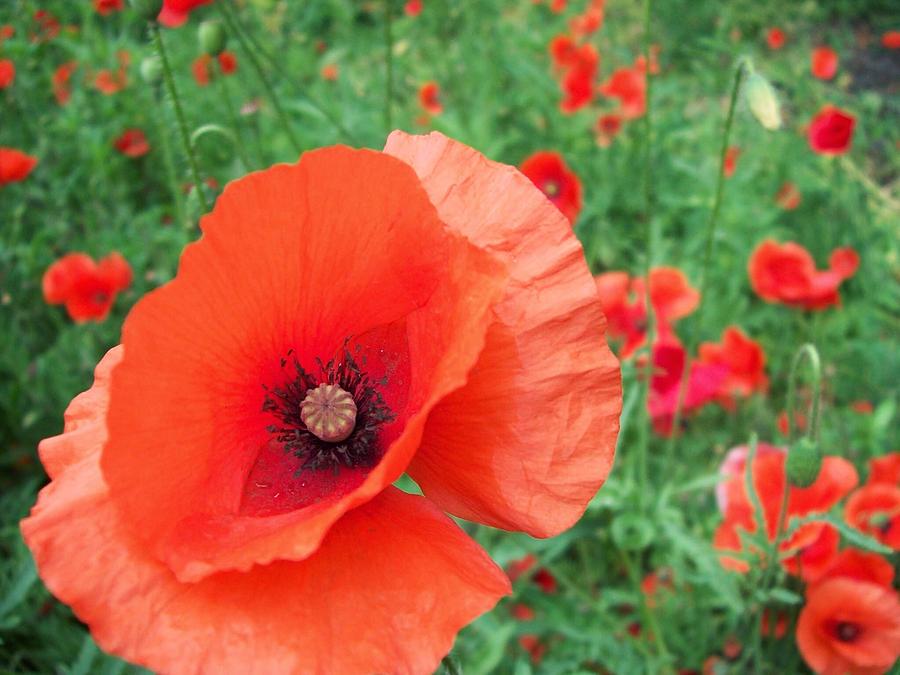 Red Poppy field Photograph by Terri Tucker - Fine Art America