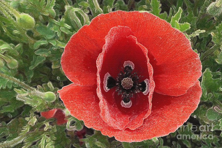 Red Poppy Flower 2 Photograph by Jean Bernard Roussilhe