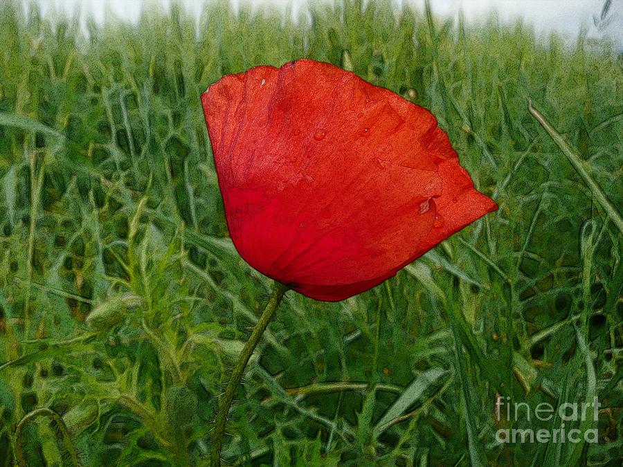 Red Poppy Flower 3 Photograph by Jean Bernard Roussilhe