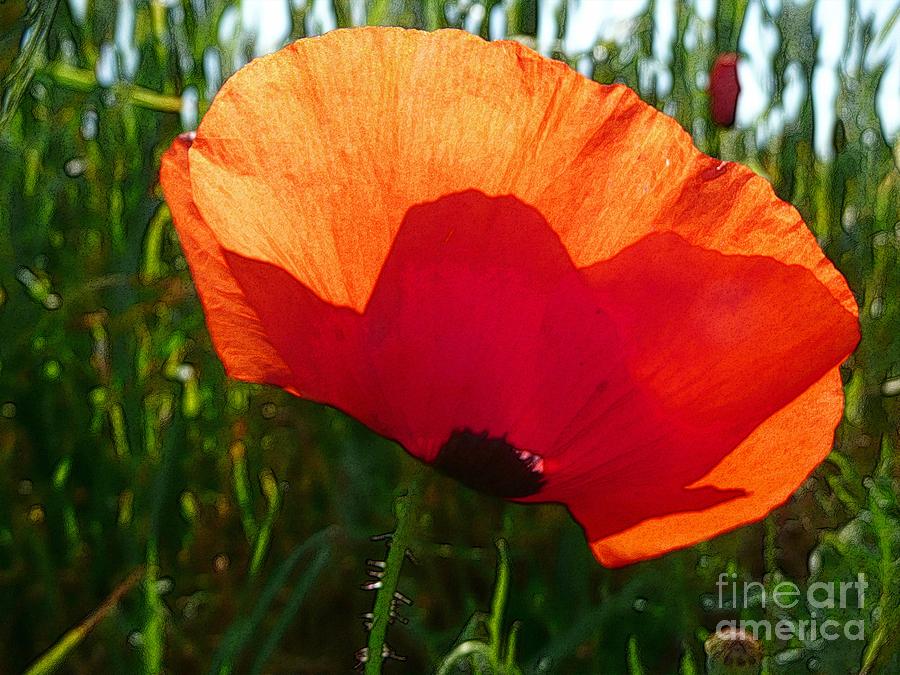 Red Poppy Flower 5 Photograph by Jean Bernard Roussilhe