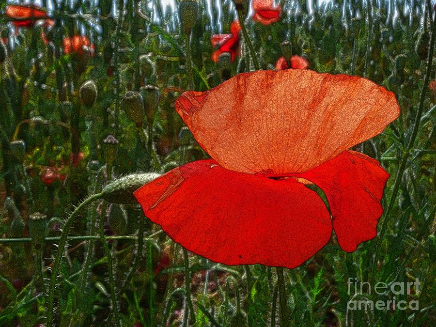 Red Poppy Flower 6 Photograph by Jean Bernard Roussilhe