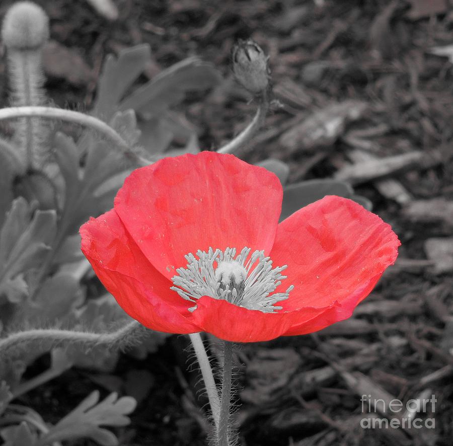 Red Poppy Flower Photograph by Chad and Stacey Hall