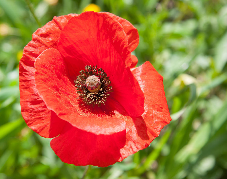 Red Poppy Flower Head Photograph by Iordanis Pallikaras | Fine Art America