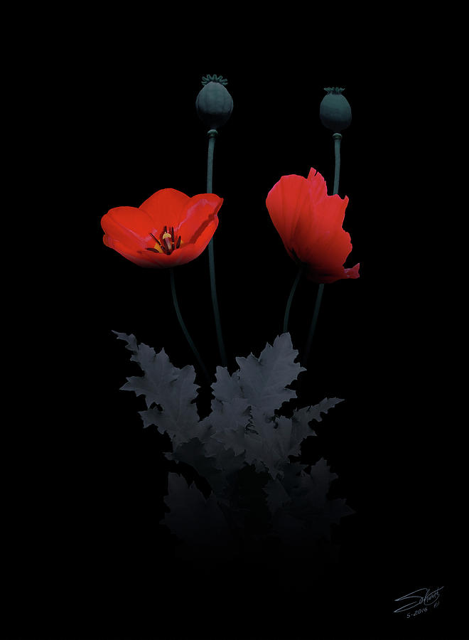 Red Poppy Flower Painting by M Spadecaller