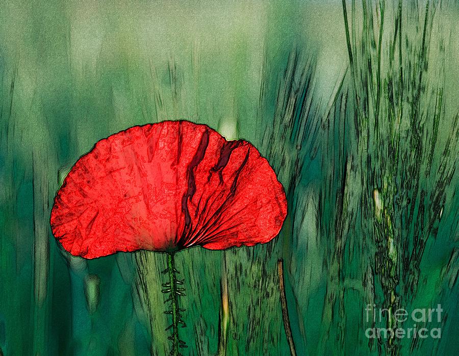 Red Poppy Flower Photograph by Jean Bernard Roussilhe