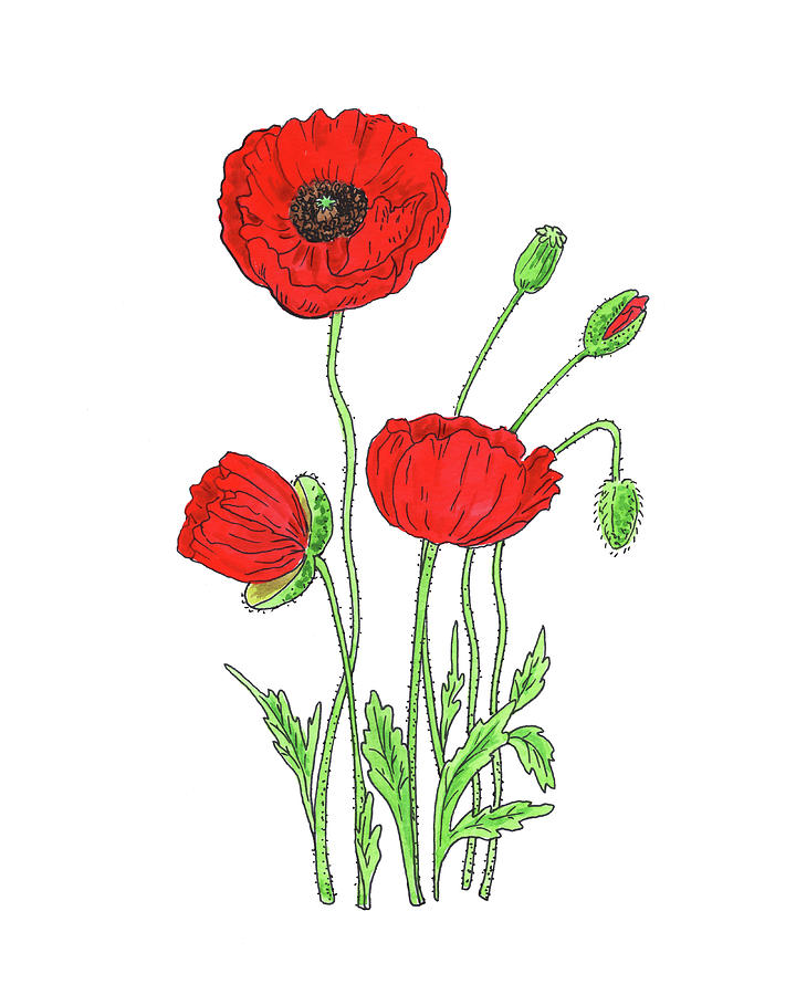 Red Poppy Flower Watercolor  Painting by Irina Sztukowski