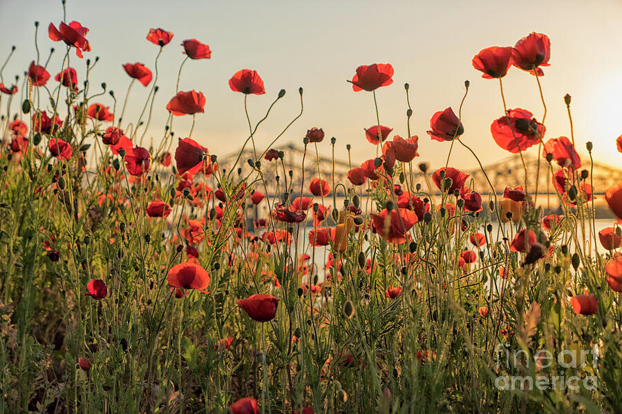 Poppy Photograph - Red poppy flowers and Natchez bridge by Patricia Hofmeester