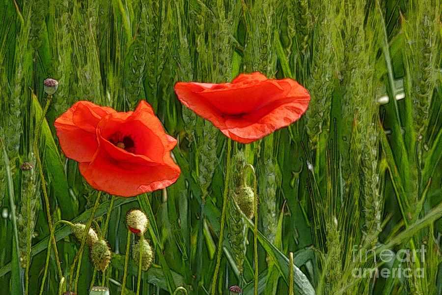 Red Poppy Flowers In Grassland 2 Photograph by Jean Bernard Roussilhe