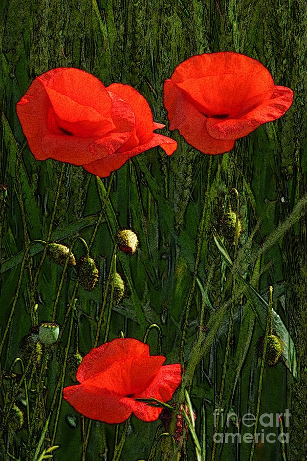 Flower Photograph - Red Poppy Flowers In Grassland 3 by Jean Bernard Roussilhe