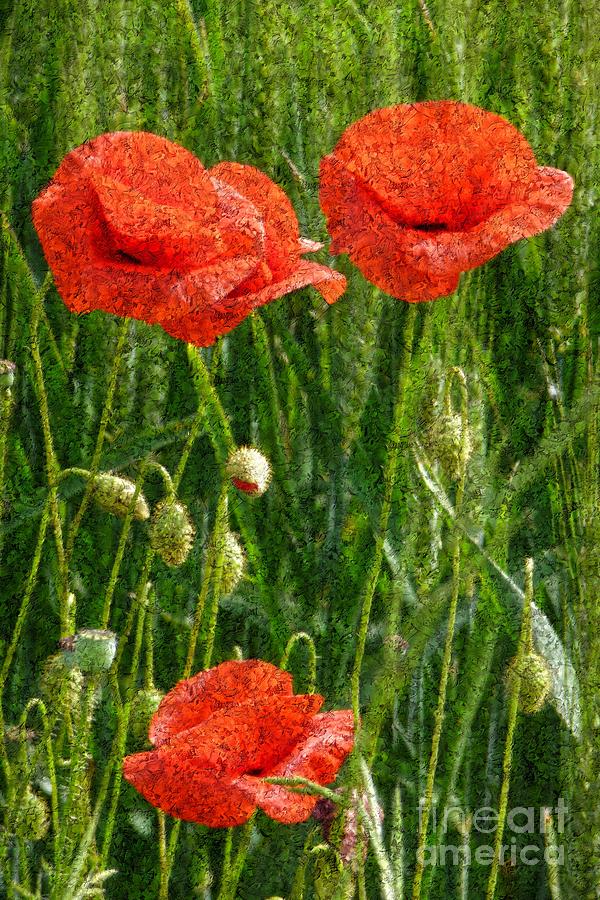 Red Poppy Flowers In Grassland 4 Photograph by Jean Bernard Roussilhe