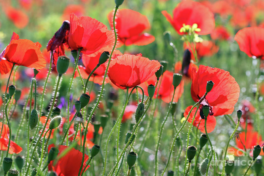 Red Poppy Flowers Summer Season Photograph by Goce Risteski - Fine Art ...