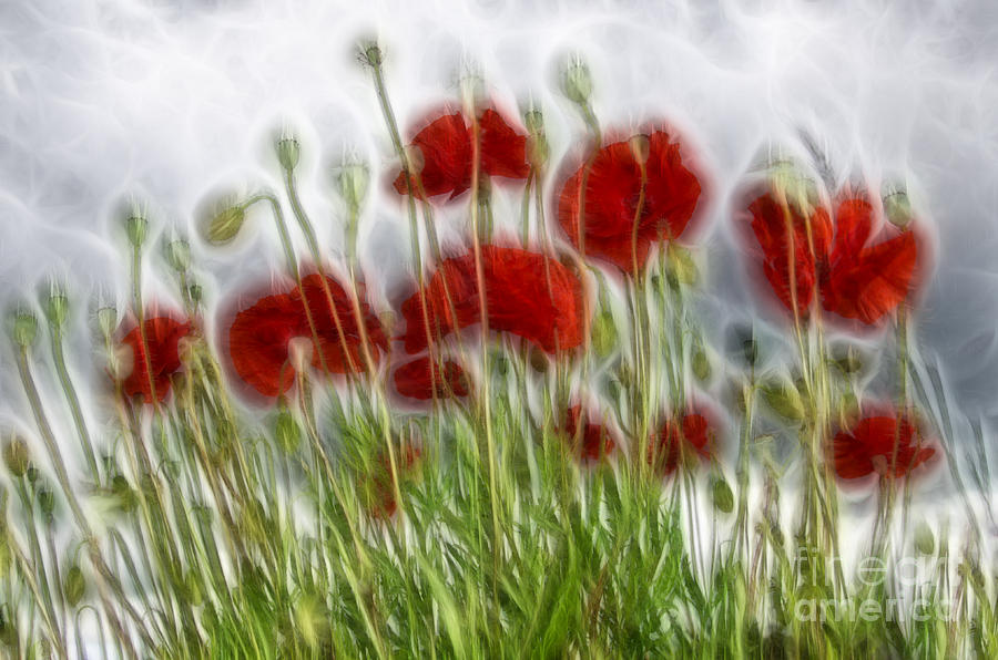 Red poppy fractal Photograph by Steev Stamford