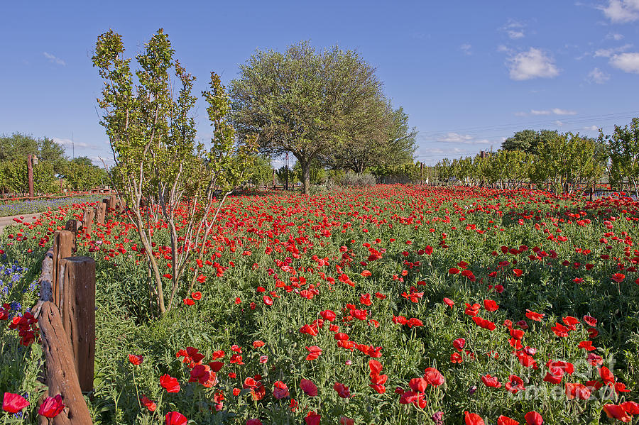 Red Poppy Garden Photograph by Bonnie Barry
