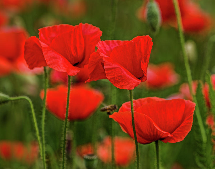 Red Poppy Grouping Photograph