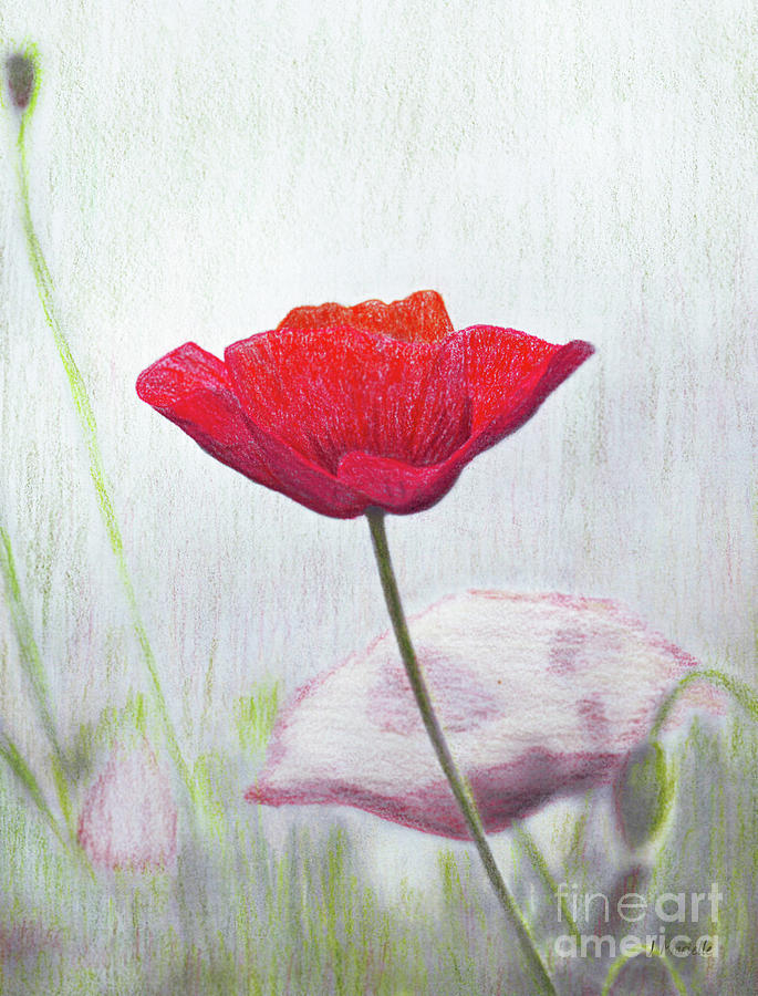 Red Poppy Drawing by J Marielle