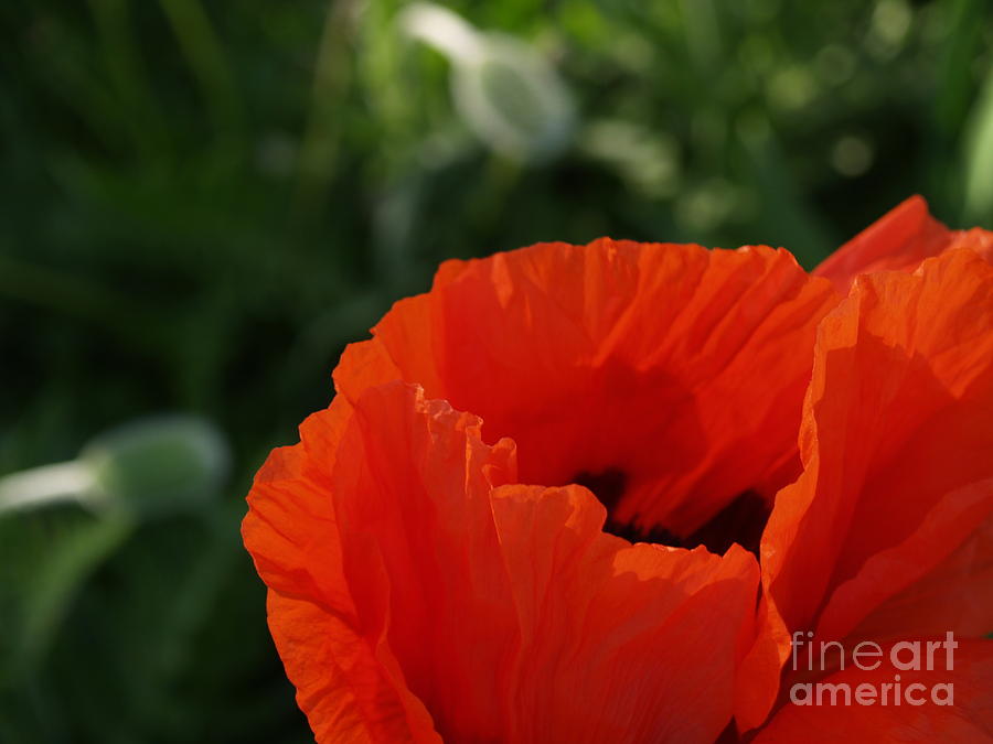 Red Poppy Macro Photograph by Anna Lisa Yoder