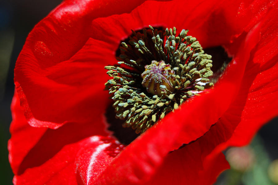 Red Poppy Macro Photograph by Jean Booth