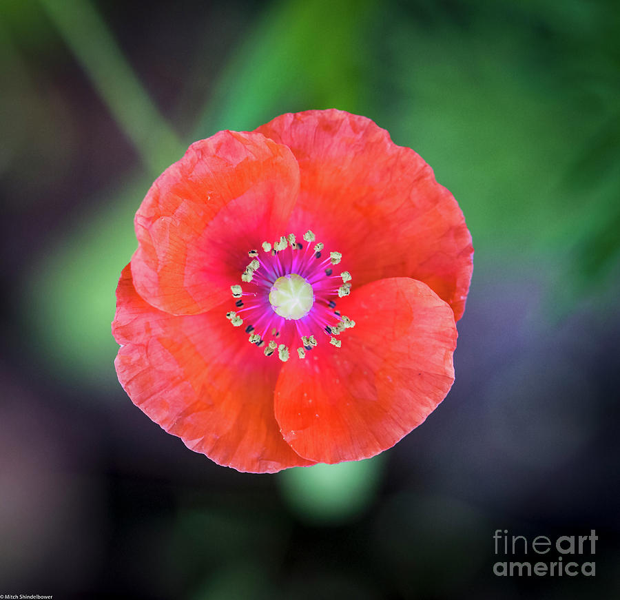 Red Poppy Photograph by Mitch Shindelbower