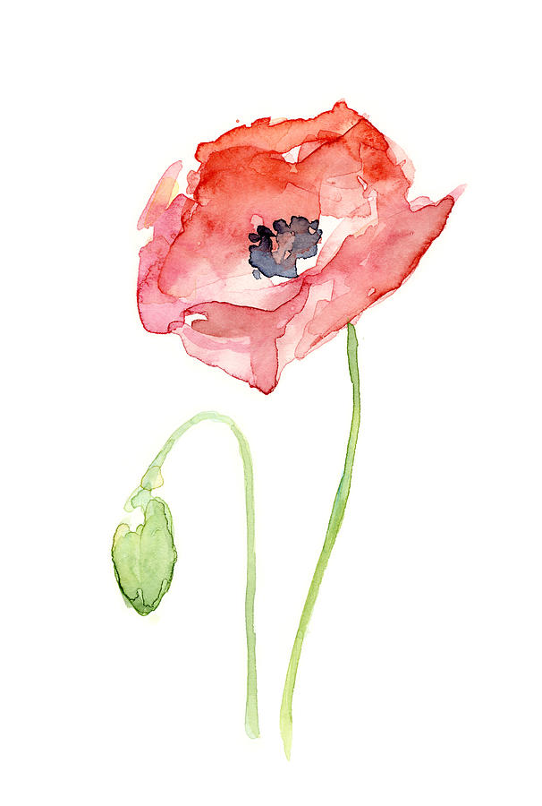 Poppy Painting - Red Poppy by Olga Shvartsur