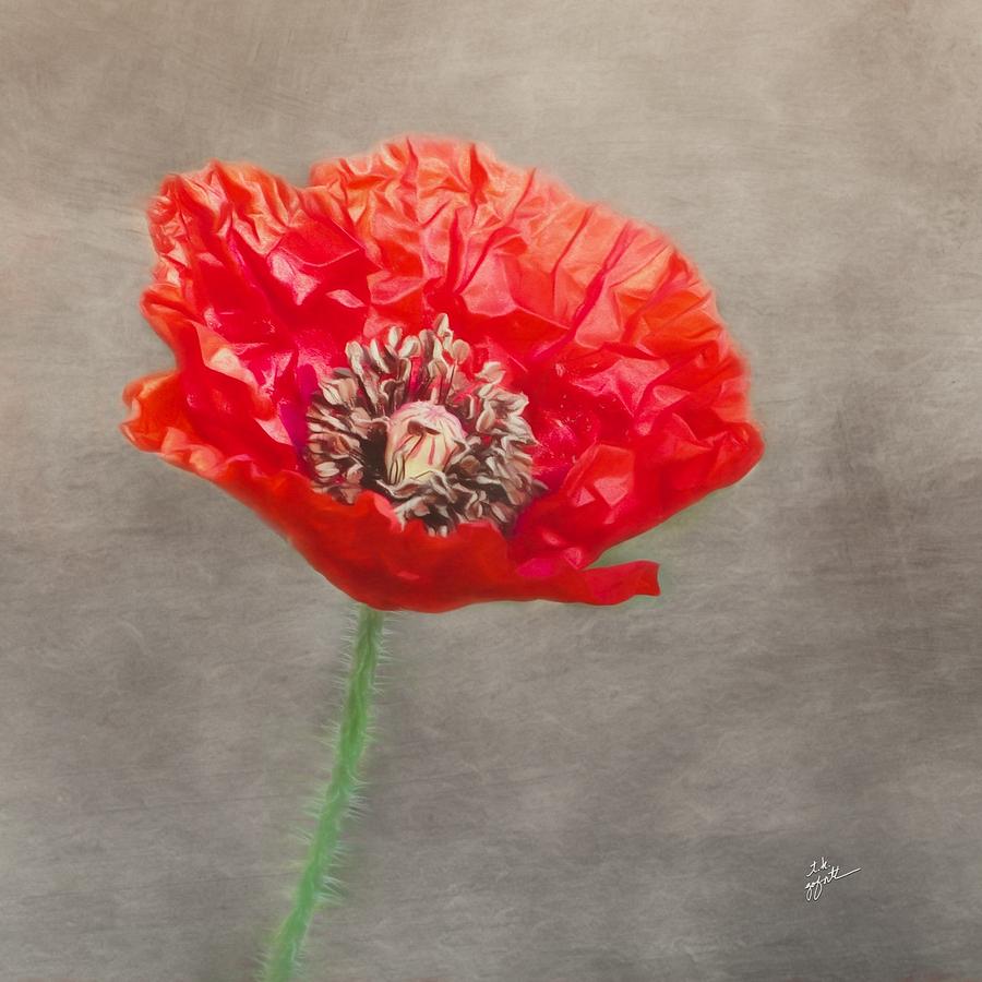 Red Poppy on Gray Squared Photograph by TK Goforth
