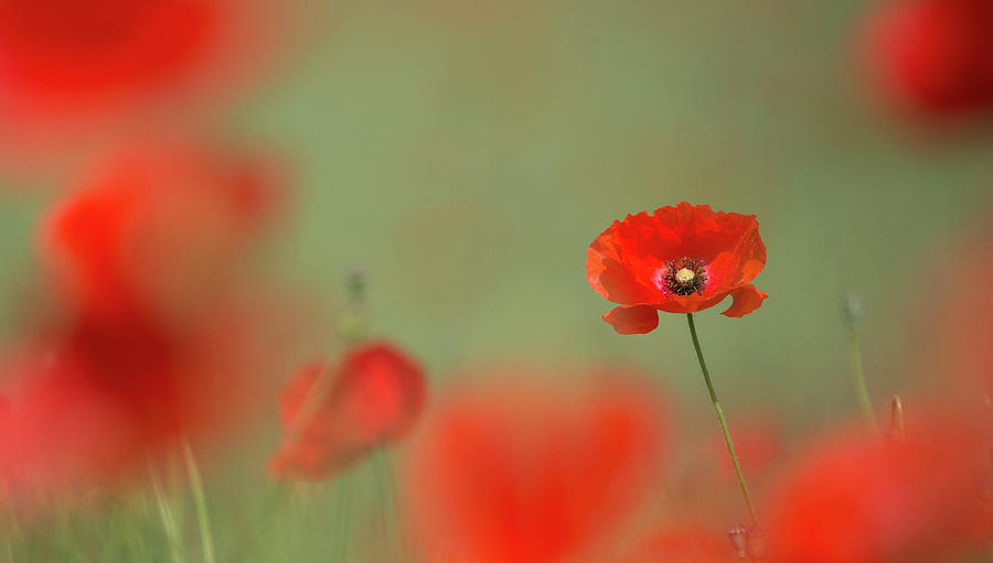 Red Poppy Photograph by Pete Walkden