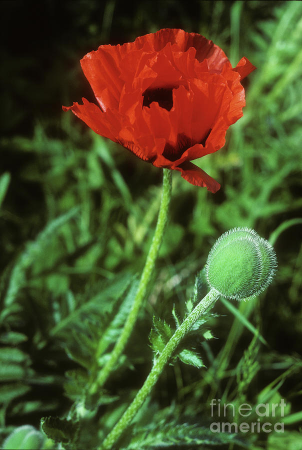 Red Poppy Photograph by Phil Banks