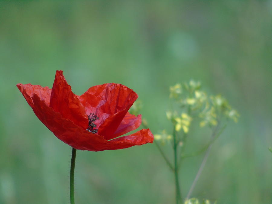 Red Poppy Touch of Yellow Photograph by Barbara St Jean