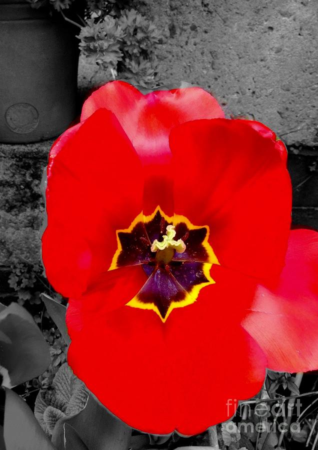 Red Poppy Tulip Colour Splash 2 Photograph by Joan-Violet Stretch