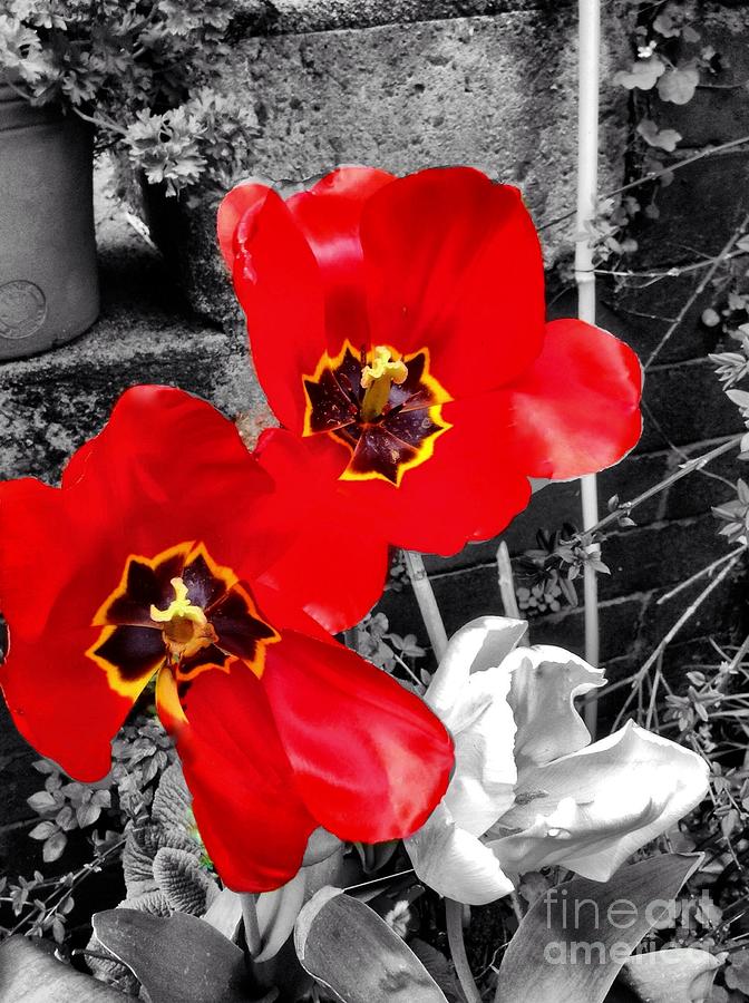 Red Poppy Tulips Colour Splash Photograph by Joan-Violet Stretch