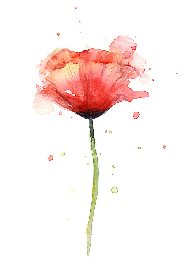 Watercolor Poppy Painting - Red Poppy Watercolor by Olga Shvartsur