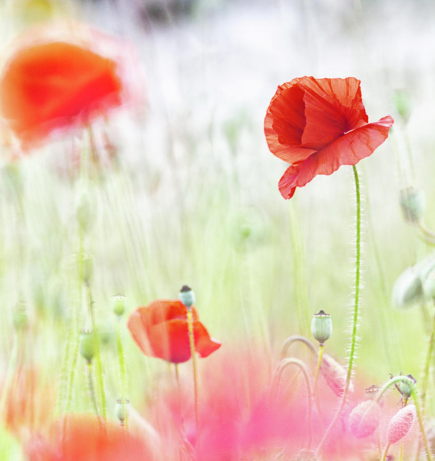 Red poppy wild flower field Photograph by Dirk Ercken